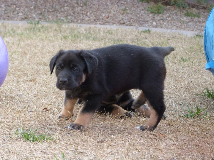 chinook dog